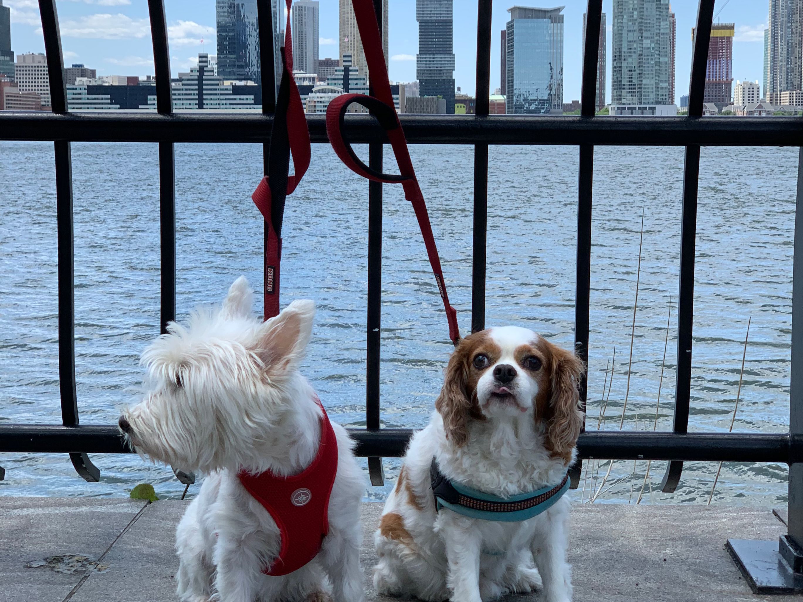 Bare Paws NYC Dog Walkers & Pet Sitters